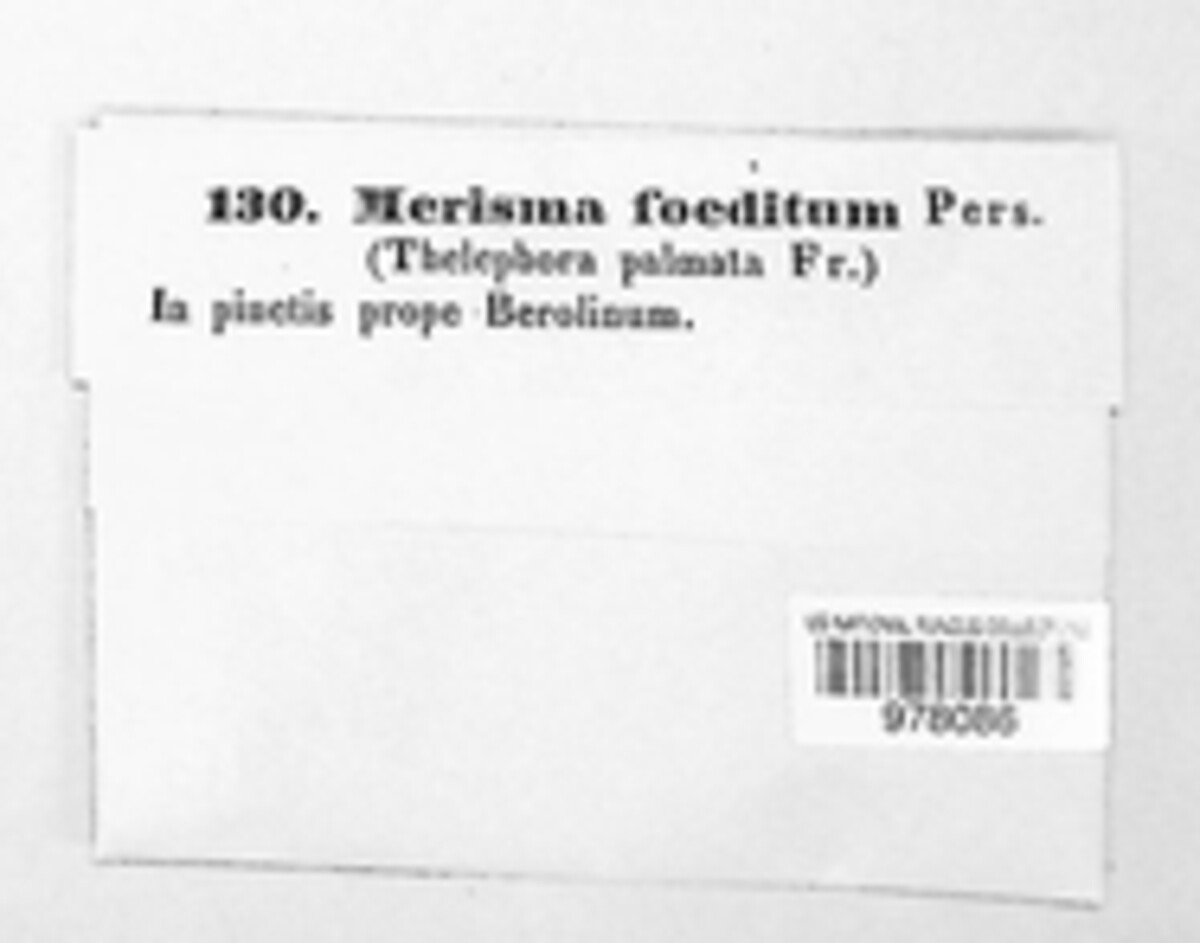 Thelephora palmata image